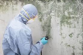 Best Mold Odor Removal Services  in Holmes Beach, FL